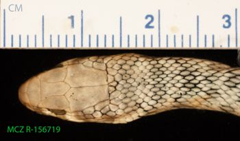 Media type: image;   Herpetology R-156719 Description: Specimen photo;  Aspect: head dorsal